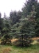 Trochu nerovn stromeek zaujal